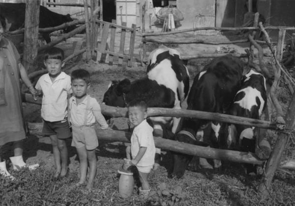 This undated photo, provided by Heifer Internatio<em></em>nal Korea on Dec. 22, 2022, shows Korean children standing at a farm along with milk cows do<em></em>nated by the internatio<em></em>nal community in the 1960s. (PHOTO NOT FOR SALE) (Yonhap)