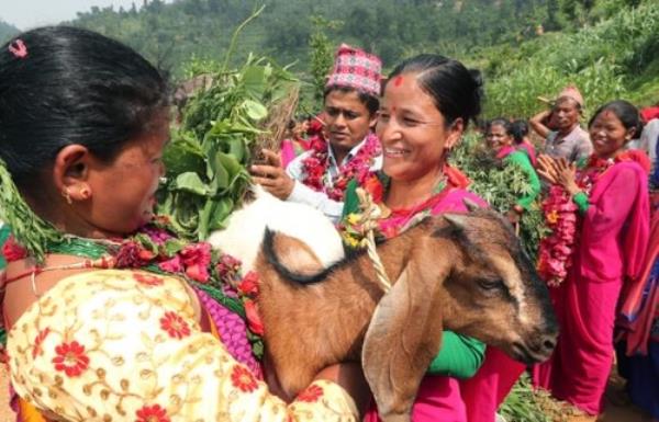 This undated photo, provided by Heifer Internatio<em></em>nal Korea on Dec. 22, 2022, shows a Nepalese giving one of her goats to a neighbor after raising them with the help of the organization. (PHOTO NOT FOR SALE) (Yonhap)
