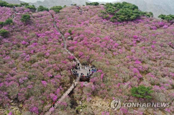 This photo taken on April 16, 2023, shows people enjoying azaleas in full bloom on Mount Biseul in Daegu, 237 kilometers southeast of Seoul. (Yonhap)