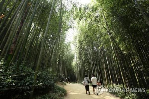 Visitors walk along a path at Juknokwon bamboo forest in Damyang County, 251 kilometers south of Seoul, on June 20, 2022. (Yonhap)