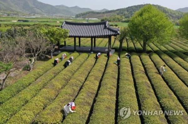 Workers harvest the first green tea crop of the season at a farm in Boseong, South Jeolla Province, on April 17, 2023. (Yonhap)