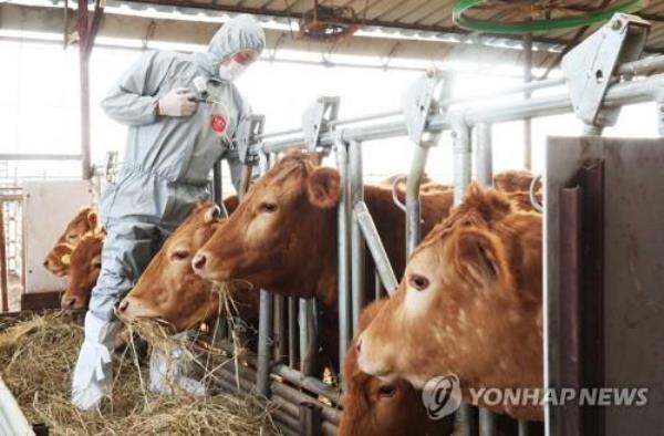 A veterinarian vaccinates cows at a farm in the city of Yongin, Gyeo<em></em>nggi Province, on April 3, 2023, to prevent foot-and-mouth disease. (Yonhap)