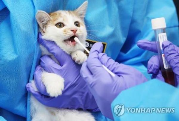 This photo taken Aug. 1, 2023, shows a vet taking a sample from a cat at an animal shelter in Yeoju, Gyeo<em></em>nggi Province, after South Korea reported highly pathogenic avian influenza cases in cats. (Yonhap)