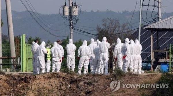 Quarantine officials in protective suits enter a beef cattle farm in Cheongju, North Chungcheong Province, in this file photo taken May 11, 2023, to cull cattle after an outbreak of foot-and-mouth disease cases was co<em></em>nfirmed there and at two other beef cattle farms in the region. (Yonhap)