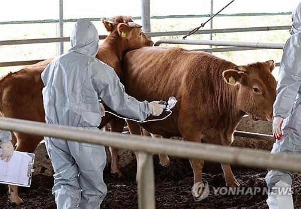 韩国又报告了7例结节性皮肤病病例，目前总数为17例