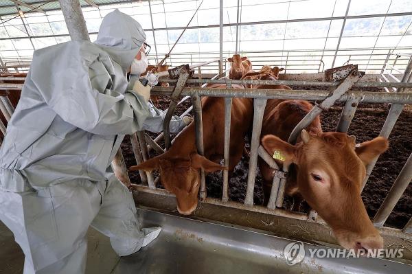 在LSD爆发期间，韩国为近82%的牛接种了疫苗