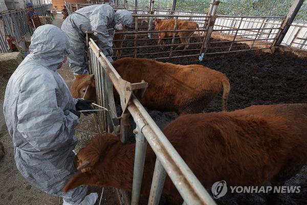 韩国为76%以上的牛接种了预防结节性皮肤病的疫苗