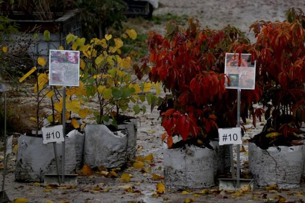 Possibility Place Nursery in Mo<em></em>nee is a family business that has specialized in growing native plants since 1983.