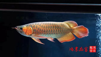 红龙防护者——守护家庭安全的神话生物