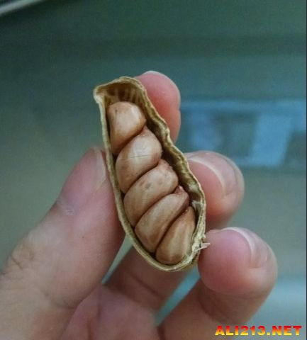 花生壳是什么,揭秘花生壳：一颗小豆荚的大奥秘