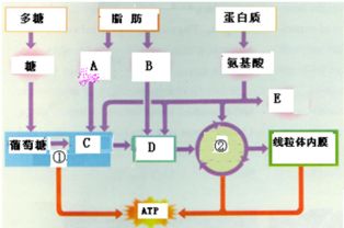 表膜是生物体细胞表面的一层薄膜，通常由脂质、蛋白质和多糖等成分组成