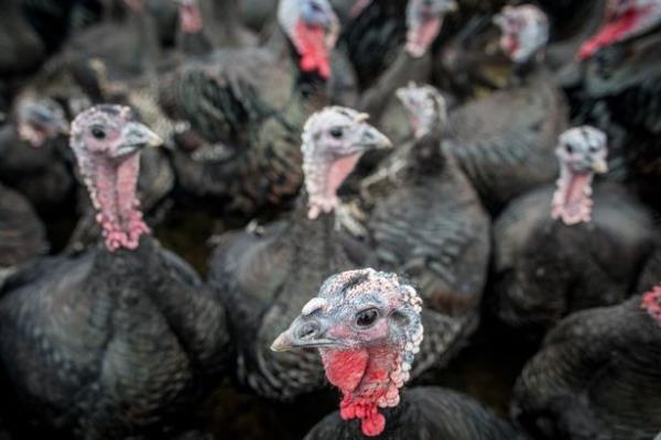 It could also ruin your Christmas dinner
