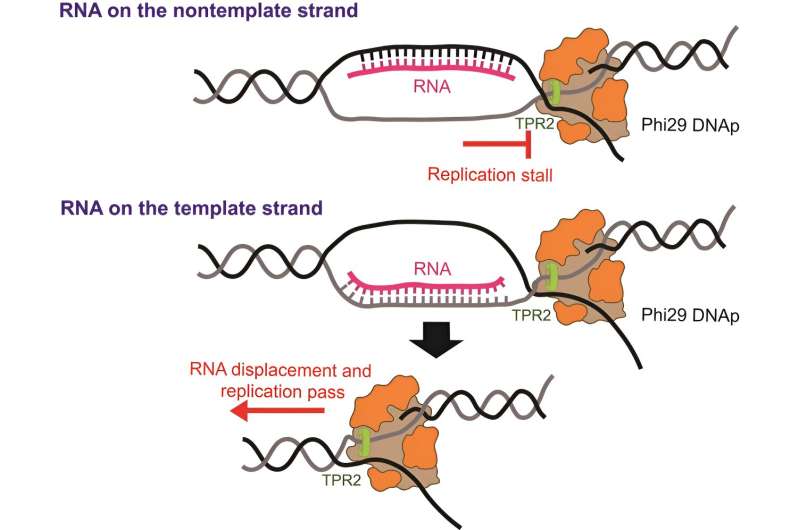 “DNA幕”技术为新的科学见解提供了复制的实时可视化