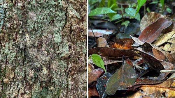 Watch wildlife photographer Chien C. Lee reveal hidden rainforest treasures with the iPhone 15 Pro (VIDEO)
