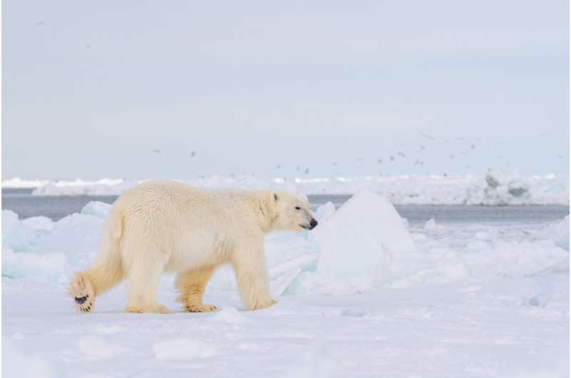 Following in polar bears' footprints: DNA from snow tracks could help mo<em></em>nitor threatened animals