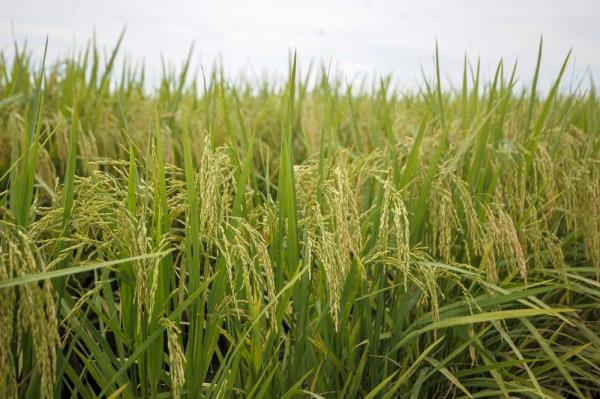 Lessons in resilience from a paddy farmer in Kedah struck by floods and grain blight