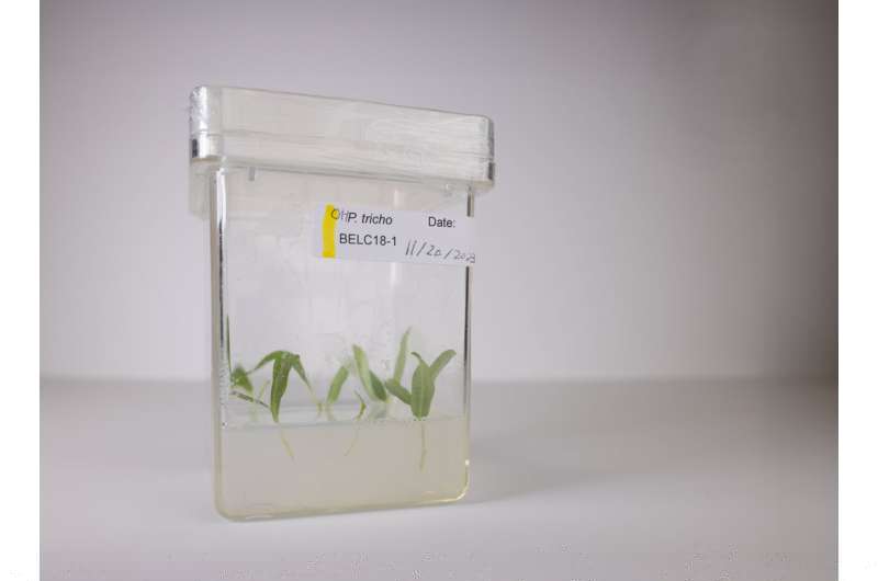研究人员发现，保护植物的蜡状表面可能是培育更强壮作物的关键