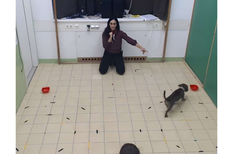 Do you get the point?—Are dogs or cats more skilled in relying on human pointing gestures?