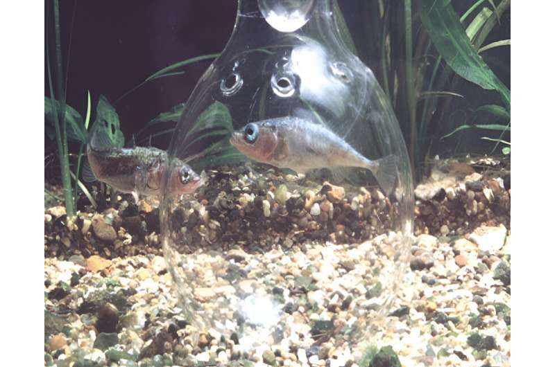 Fish brains may provide insight into the molecular basis of decision-making