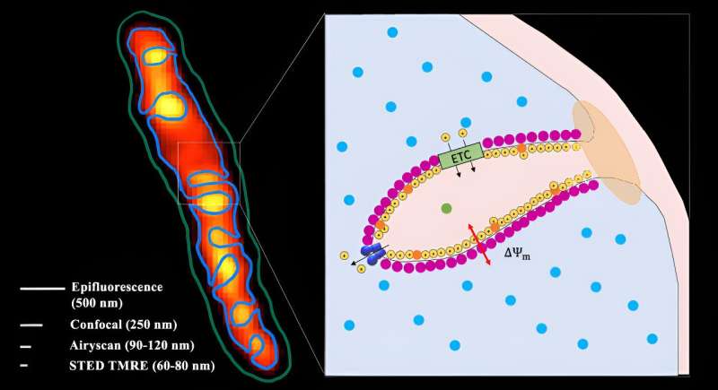 Researchers uncover battery-like functions of mitocho<em></em>ndria using super-resolution microscopes