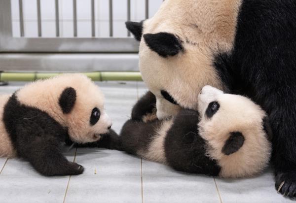 Twin giant pandas Rui Bao (left) and Hui Bao play with their mother, Ai Bao. (Samsung C&T Corp.)