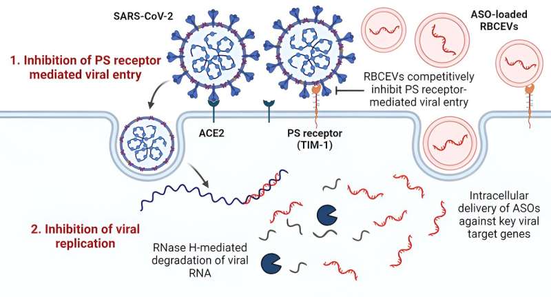 Nano-sized cell particles are promising intervention tool in treating infectious diseases, says study