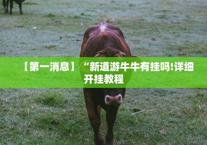 【第一消息】“新道游牛牛有挂吗!详细开挂教程