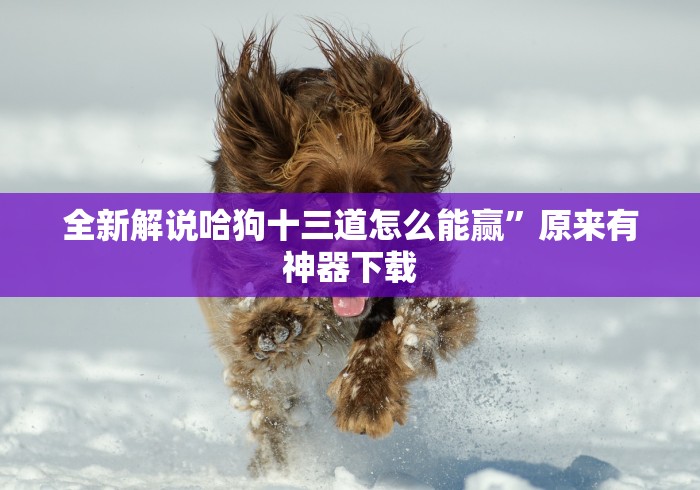 全新解说哈狗十三道怎么能赢”原来有神器下载